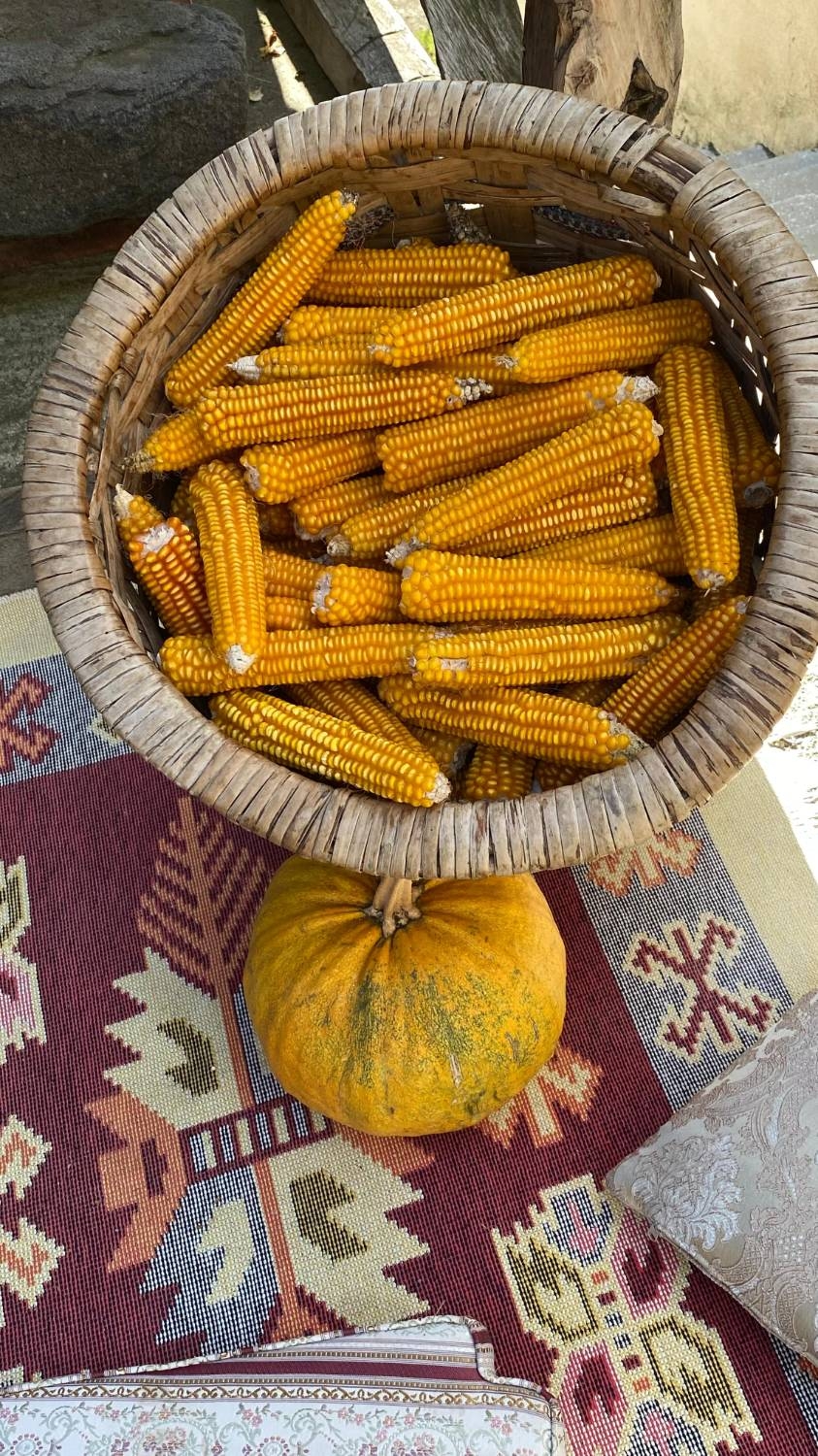 Ata Tohumu İçin Uluslararası İşbirliği